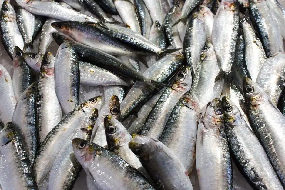 A close-up view of fresh sardines on ice at a seafood market, highlighting their shiny scales.