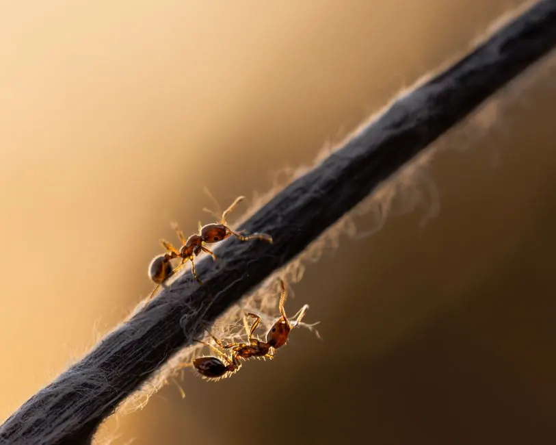 Close-up of two ants climbing on a textured branch at sunset, showcasing nature's detail.