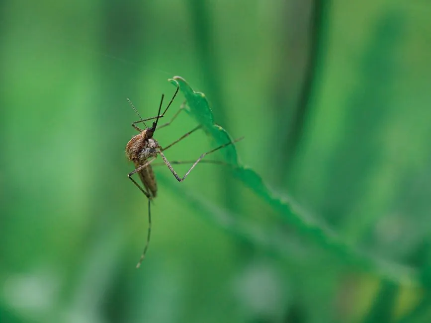 Detailed macro photography of a mosquito resting on a leaf in Helsinki, Finland.