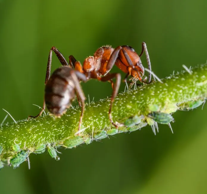 Macro photography of a red ant on a green stem surrounded by tiny insects.